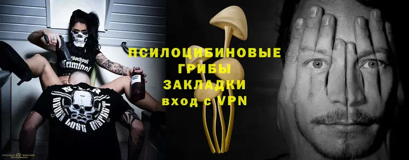 Псилоцибиновые грибы GOLDEN TEACHER  купить наркотики цена  кракен ССЫЛКА  Мичуринск 